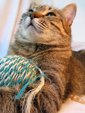 Cat at boarding cattery